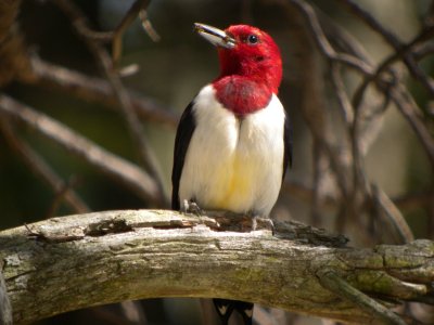 Red-headed Woodpecker 