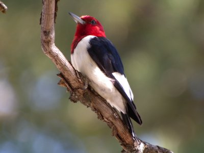 Red-headed Woodpecker 