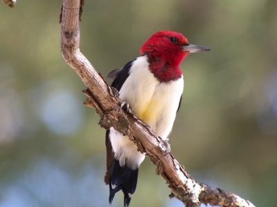 Red-headed Woodpecker 