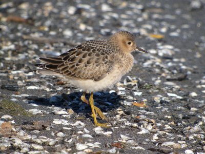 Buff-breasted Sandpiper