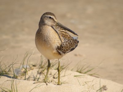 Short-billed Dowitcher