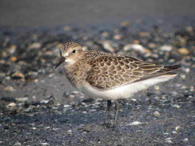 Baird's Sandpiper