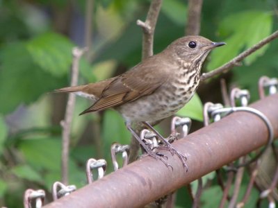 Gray-cheeked Thrush ( first year )