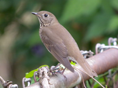 Gray-cheeked Thrush ( first year )