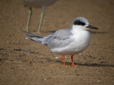 Forster's Tern ( non breeding )