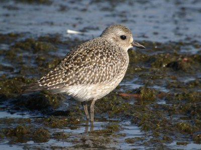 Black-bellied Plover