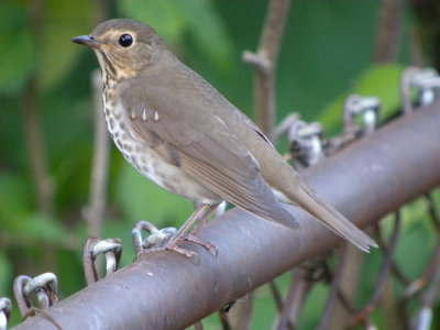 Swainson's Thrush