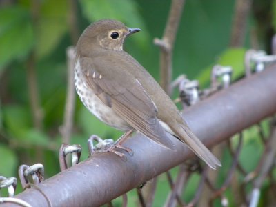 Swainson's Thrush