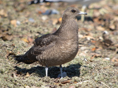 Parasitic Jaeger ( juvenile intermediate )