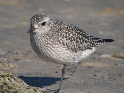 Black-bellied Plover