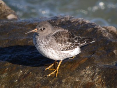 Purple Sandpiper