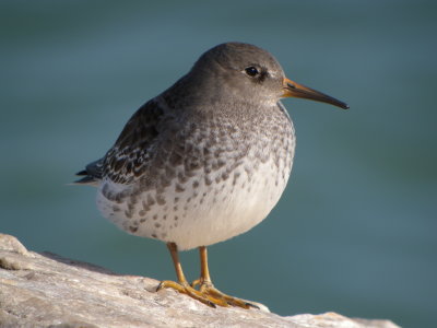 Purple Sandpiper