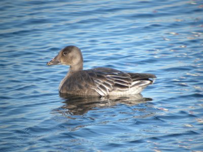 Snow Goose ( juvenile dark )
