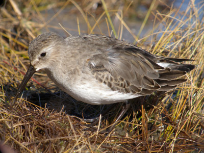 Dunlin ( nonbreeding )