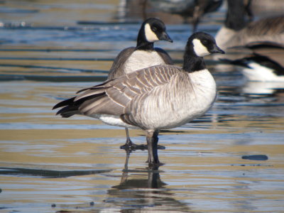 Cackling  Goose (Richardson's )