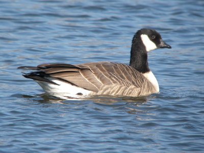 Cackling  Goose (Richardson's )