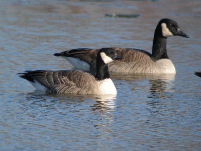 Cackling  Goose (Richardson's ) with Lesser Canada