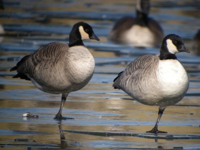 Cackling  Goose (Richardson's )