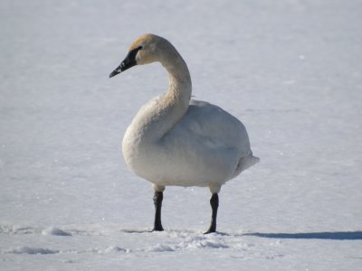 Trumpeter Swan