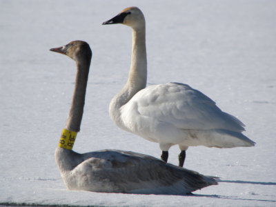 Trumpeter Swan