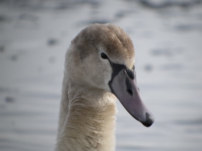 Mute Swan ( first fall )