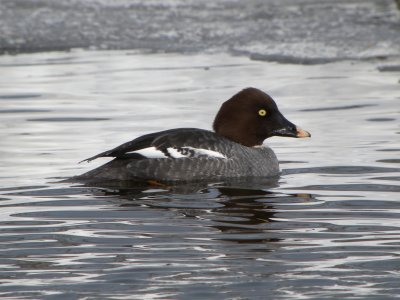 Common Goldeneye ( female breeding )