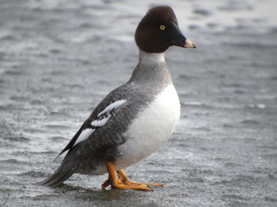 Common Goldeneye ( female breeding )