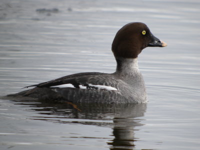 Common Goldeneye ( female breeding )