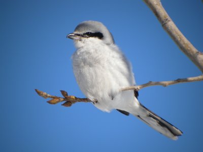 Northern Shrike