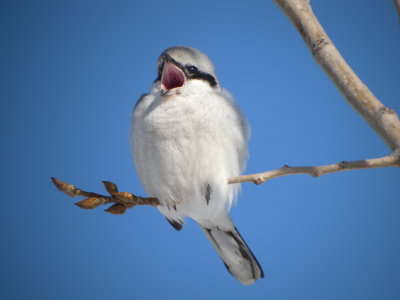 Northern Shrike