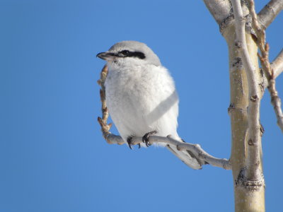 Northern Shrike