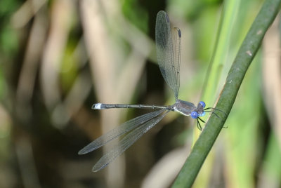 Great Spreadwing male