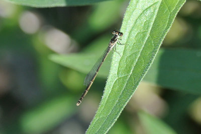 Fragile Forktail