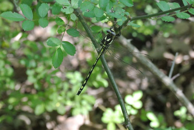 Arrowhead Spiketail