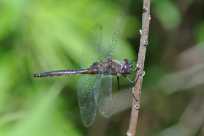 Common Baskettail