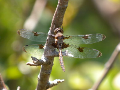 Prince Baskettail