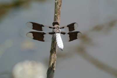 Common Whitetail 