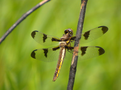 Twelve-spotted Skimmer female