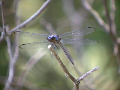 Slaty Skimmer male