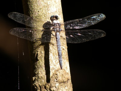 Great Blue Skimmer male