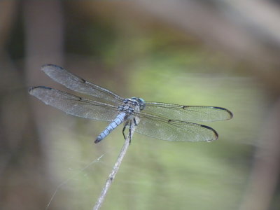 Great Blue Skimmer male