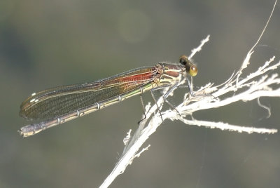 American Rubyspot female