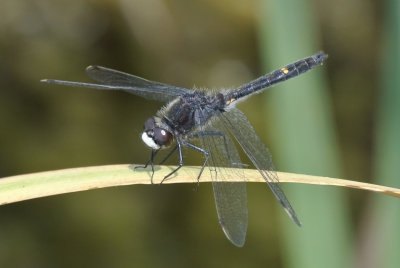 Dot-tailed Whiteface male