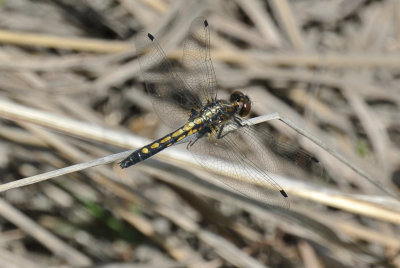 Dot-tailed Whiteface female