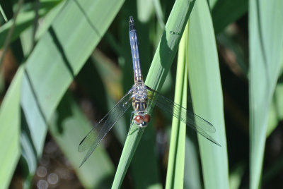 Blue Dasher male