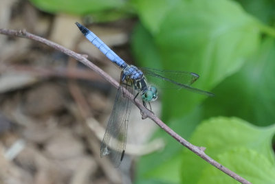 Blue Dasher male