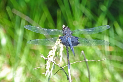 Black saddlebags