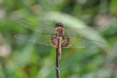 Red Saddlebags male
