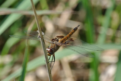 Red Saddlebags female