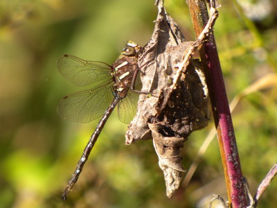 Shadow Darner